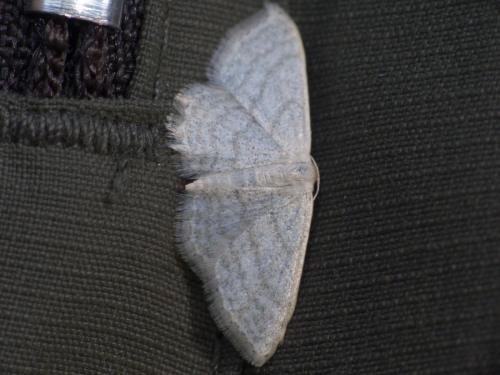 Idaea subsericeata
